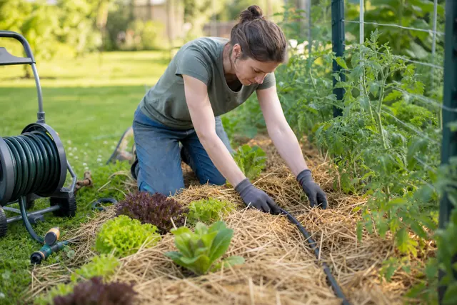 Jardinier réglant un goutte-à-goutte dans un potager paillé près d’un dévidoir.