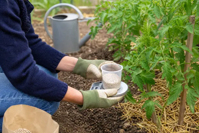 Jardinière mesurant des granulés fertilisants près de plants de tomates paillés.