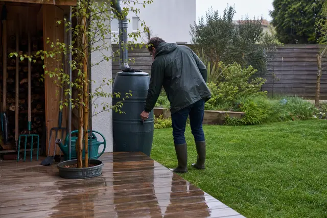 Jardinier observant une pelouse humide près d’un récupérateur d’eau de pluie.