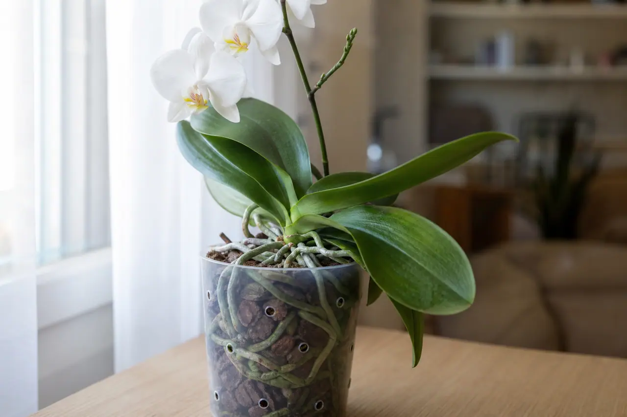 Orchidée Phalaenopsis saine en pot transparent près d’une fenêtre voilée.