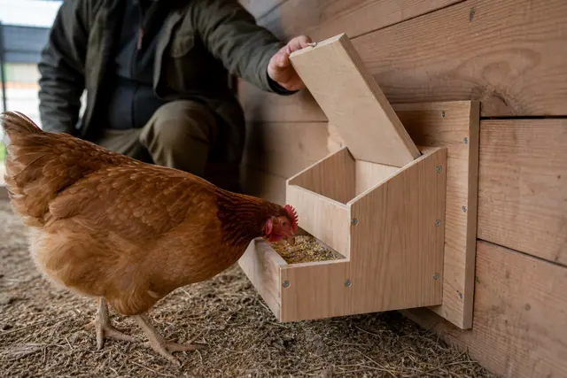 Mangeoire en bois à trémie installée dans un poulailler avec une poule rousse.