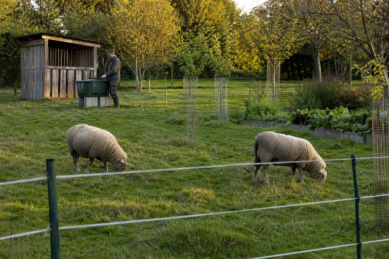 Deux moutons broutent dans un jardin clôturé avec abreuvoir et jeunes arbres protégés.