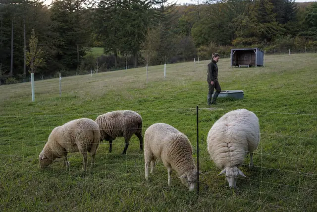 Moutons broutant une prairie clôturée près d’un grand jardin résidentiel