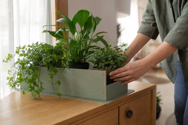 Bac en bois décoratif accueillant trois plantes d’intérieur dans un salon lumineux