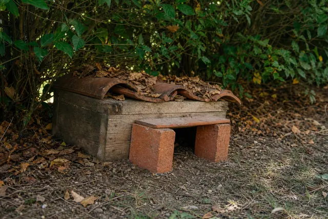 Abri à hérisson en caisse de bois couvert de tuiles sous une haie.
