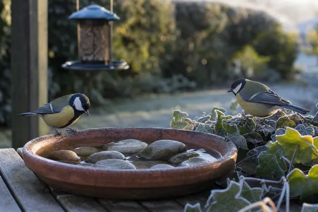 Une coupelle d’eau peu profonde près d’une mangeoire dans un jardin givré.